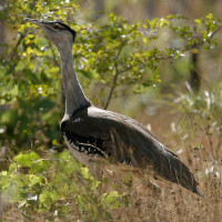 Australian Bustard